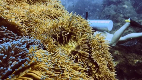 Close up anemone diver unsharp in background Stock Footage 258654692