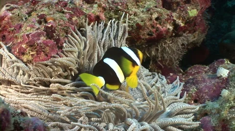 Close up anemone fish Stock Footage 56790388
