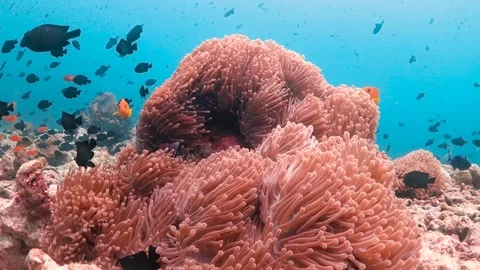 Close up of anemone fish Stock Footage 130235519