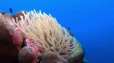 Close Up of an Anemone Stock Footage 88176527