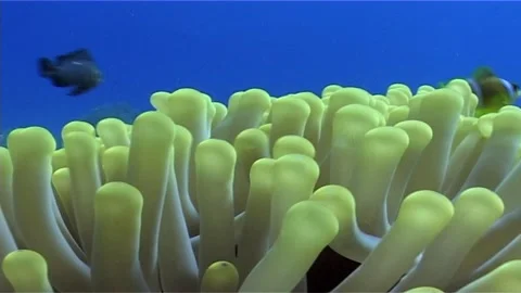 Close Up Of Anemone In Shallow Waters Stock Footage 300056375