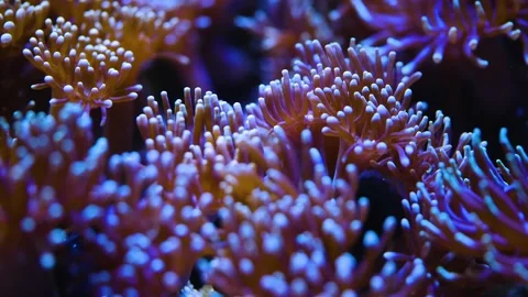 Close up of anemone tentacles Stock Footage 145254987