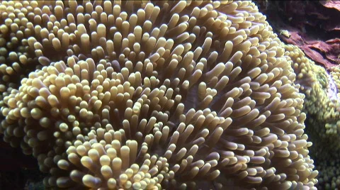 Close-up of Anemone with tentacles moving  Stock Footage 575520