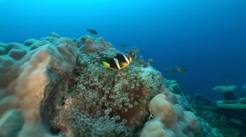 Close up anemonefish Video stock 56790704