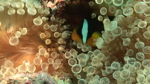 Close up anemonefish Stock Footage 56790852