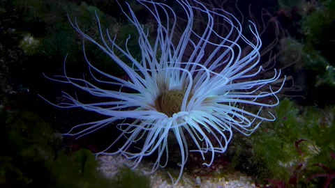 Close up of anemones Stock-Footage 278010696