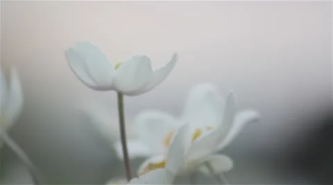 Close up anenome 02 Stock Footage 35649968