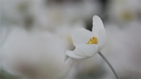 Close up anenome 03 Stock Footage 35649978