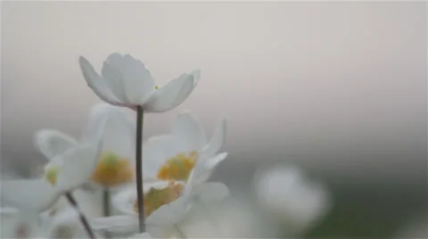 Close up anenome 04 Stock Footage 35649988