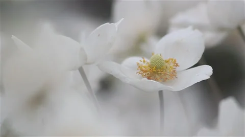 Close up anenome 05 Stock Footage 35650024