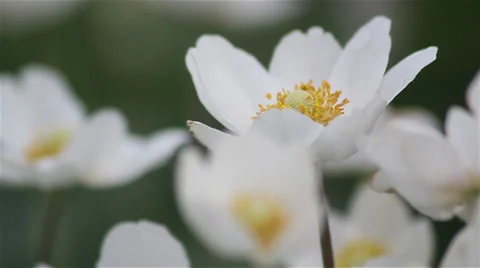 Close up anenome 06 動画素材 35650060