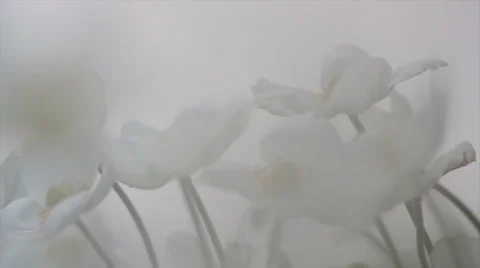 Close up anenome 06 Stock Footage 35650156
