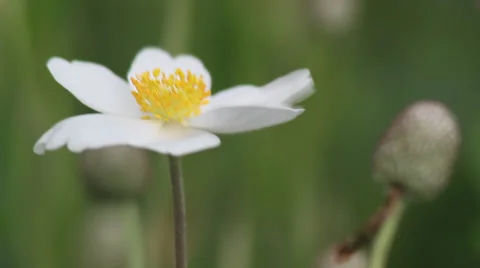 Close up anenome 07 Stock Footage 35650416