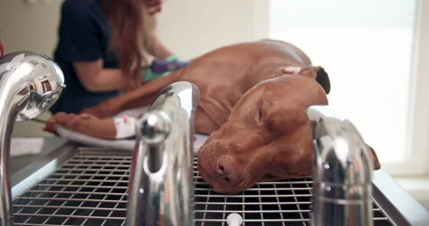 Close up of anesthetized big red dog's had, lying on the operating table Stockbeeldmateriaal 140154749
