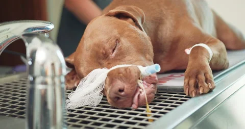 Close up of anesthetized big red dog's had, lying on the operating table with Stockbeeldmateriaal 140155223