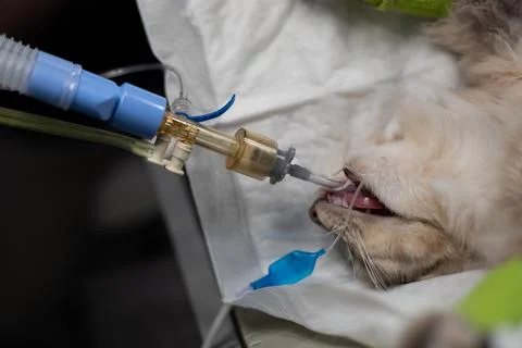 Close-up of an anesthetized cat connected to a gas machine through a tracheal Stock Photos