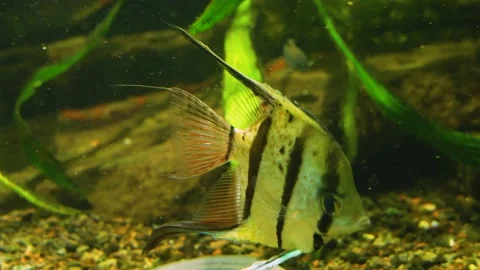 Close up of angel fish Stock Footage 233444849