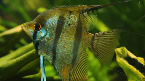 Close up of angelfish Stock Footage 121854737