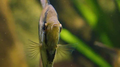 Close up of angelfish Stock Footage 121854945