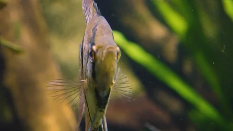 Close up of angelfish Stock Footage 121854974