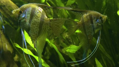 Close up of angelfish Stock Footage 141281152