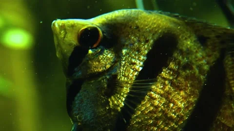 Close up of angelfish Stock Footage 145255041