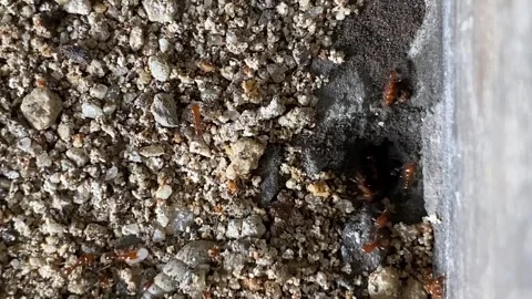 Close angle down on ants coming and going from a hole in the ground Vídeo Stock 287824888