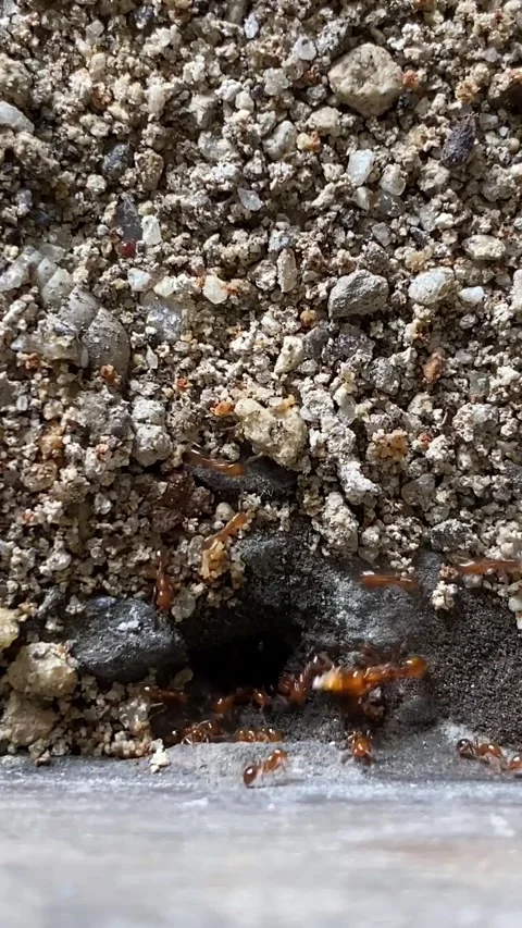 Close angle down on ants coming and going from a hole in the ground Vídeo Stock 287825383
