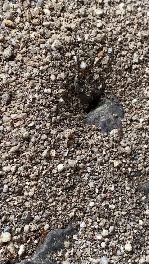 Close angle down on ants coming and going from a hole in the ground Vídeo Stock 287825533