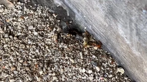 Close angle down on ants coming and going from a hole in the ground Vídeo Stock 287825585