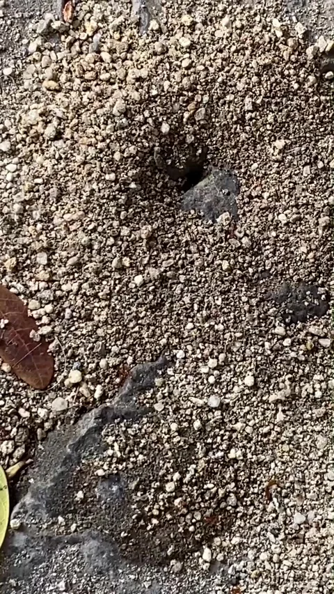 Close angle down on ants coming and going from a hole in the ground Vídeo Stock 287825606