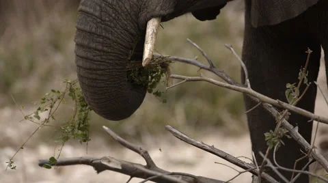 Close up angle of an Elephant eating leaves Stock Footage 54942194