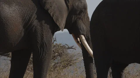 Close up angle of an Elephant throwing itself with sand Stock Footage 54942326