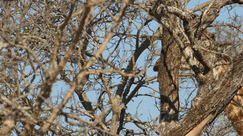 Close up angle of a Giraffe eating from a tree Stock Footage 53205142