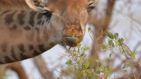 Close up angle of a Giraffe eating from a tree Stock Footage 53315377
