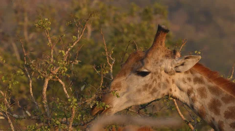Close up angle of a Giraffe eating from a tree Stock Footage 53316194