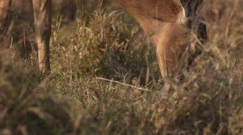 Close up angle of an Impala standing and eating grass Stock Footage 54943788
