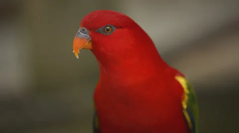 Close up angle of a Lorikeet eating Stock Footage 54052077