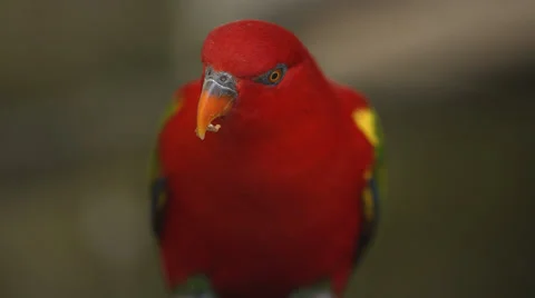 Close up angle of a Lorikeet eating 動画素材 54800858