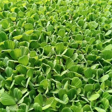 Close angle perspective lush green aquatic plants garden pond Stock Photos