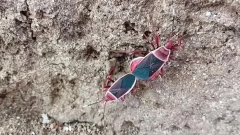 Close Up Angle of Red Bugs Mating on Textured Surface Stock Footage 339912151