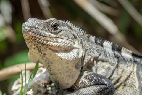 Close angle shot of a grey and black lizard resting on the grass Stock Photos