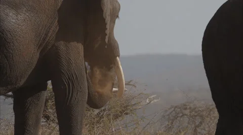 Close up angle of two Elephants standing Stock Footage 54942248