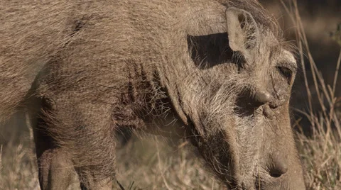 Close up angle of a Warthog eating grass Stock Footage 55382724