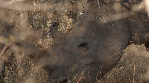 Close up angle of a White Rhino eating grass Stock Footage 54185906