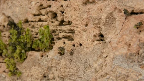Close up angled view of limestone brick wall with moss, selective focus.	 Stock-Footage 89529887