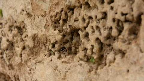 Close up angled view of limestone brick wall with moss, selective focus.	 Видео 89530379