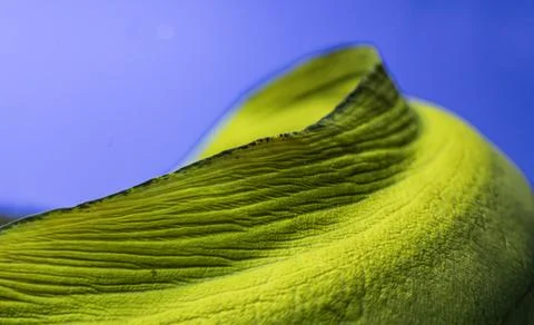 Close-up, angled view of a segmented yellow and dark blue sea creature agai.. 스톡 사진
