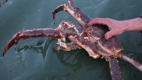 King Crab Fishing Stock Video Footage, Royalty Free King Crab Fishing  Videos