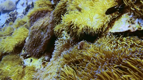 Close-up of an angry anemonefish guarding its coral reef Stock Footage 258653780